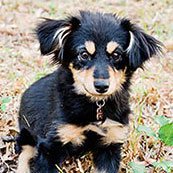 Layla - Alex Automotive